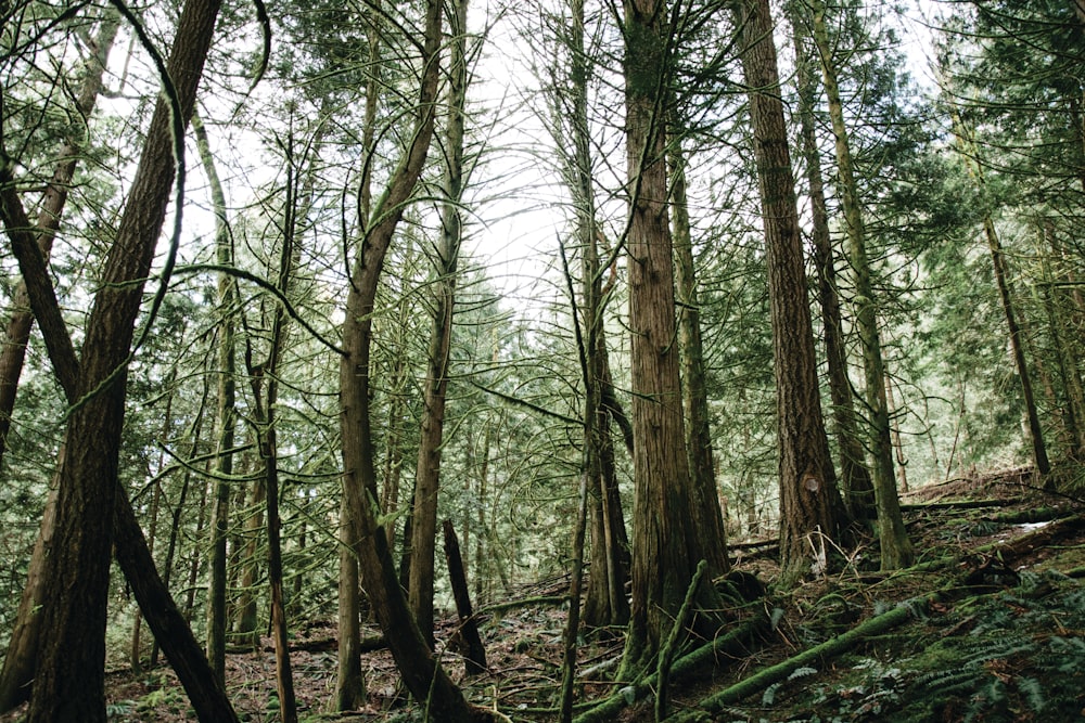 a forest filled with lots of tall trees