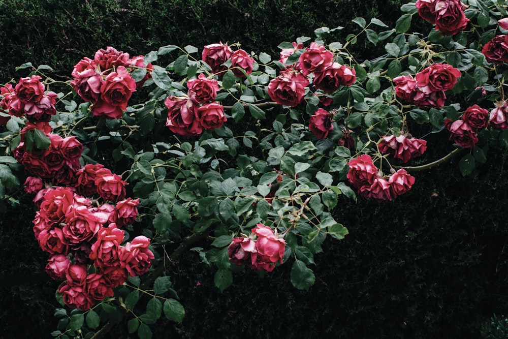 a bush of red roses with green leaves