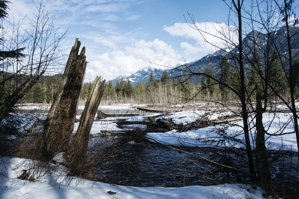 a stream running through a snow covered forest