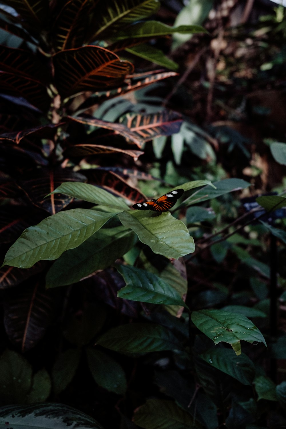 a butterfly sitting on top of a green leafy plant