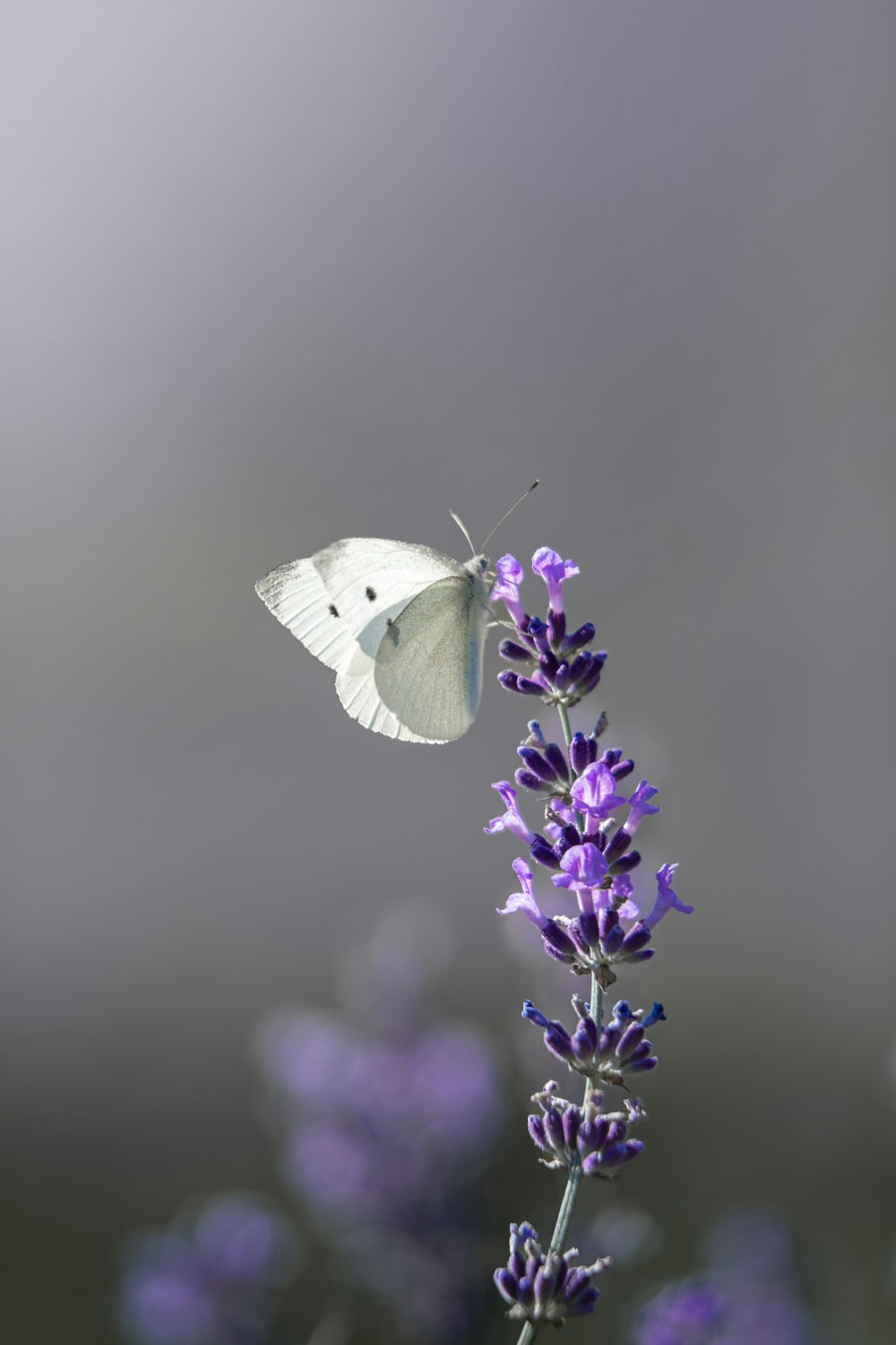 una farfalla bianca seduta sopra un fiore viola