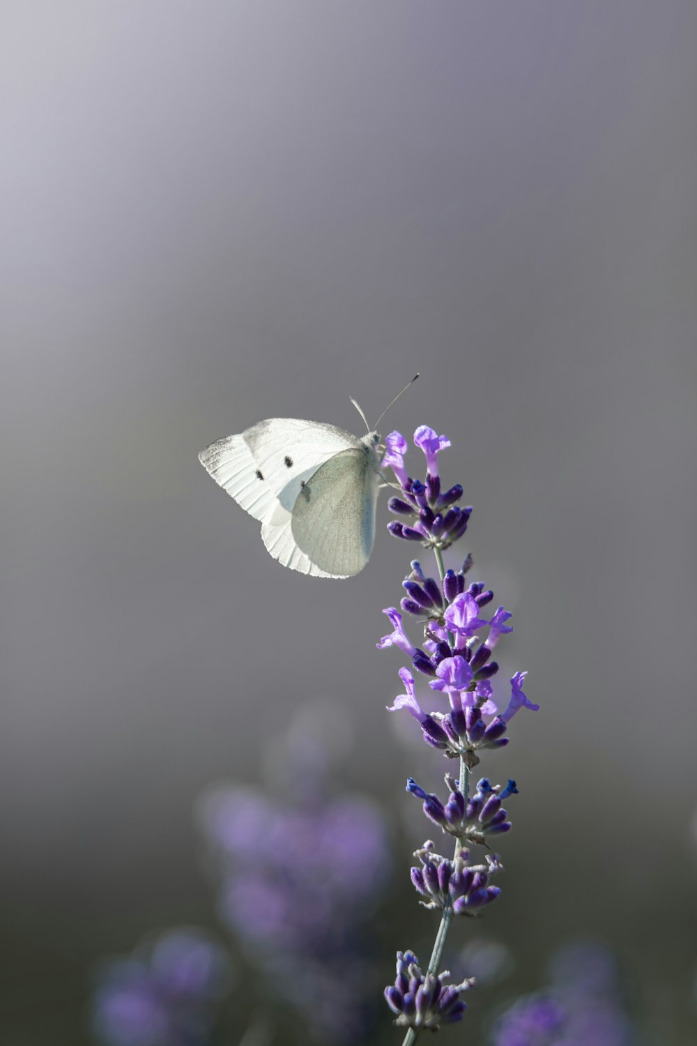 a white butterfly sitting on top of a purple flower