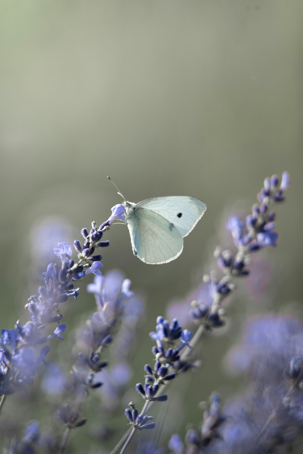 a white butterfly sitting on top of a purple flower