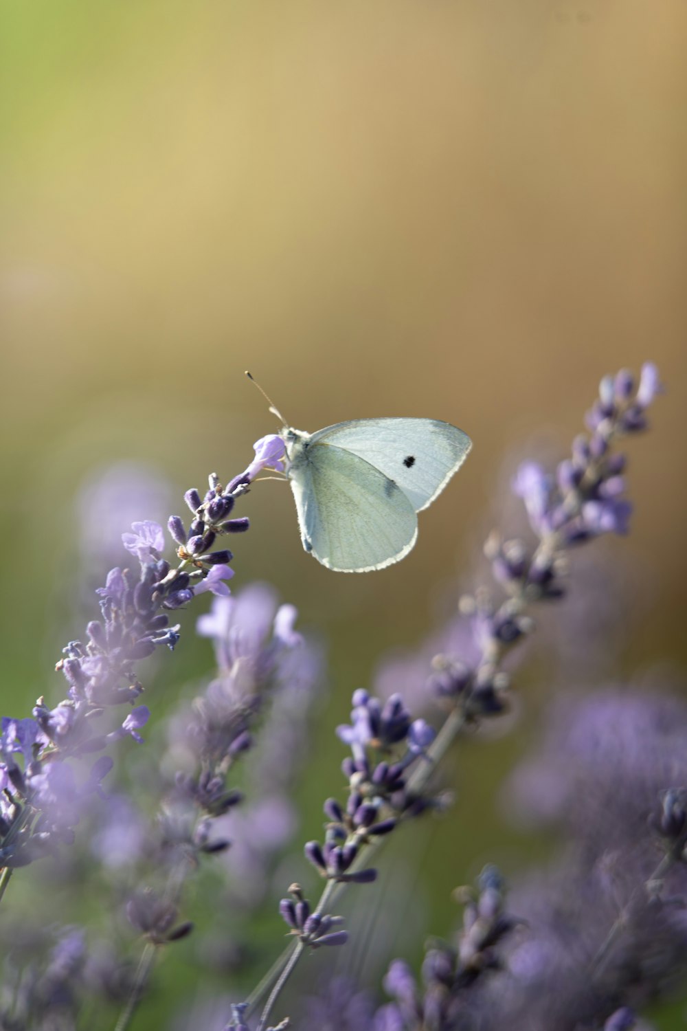 a white butterfly sitting on top of a purple flower