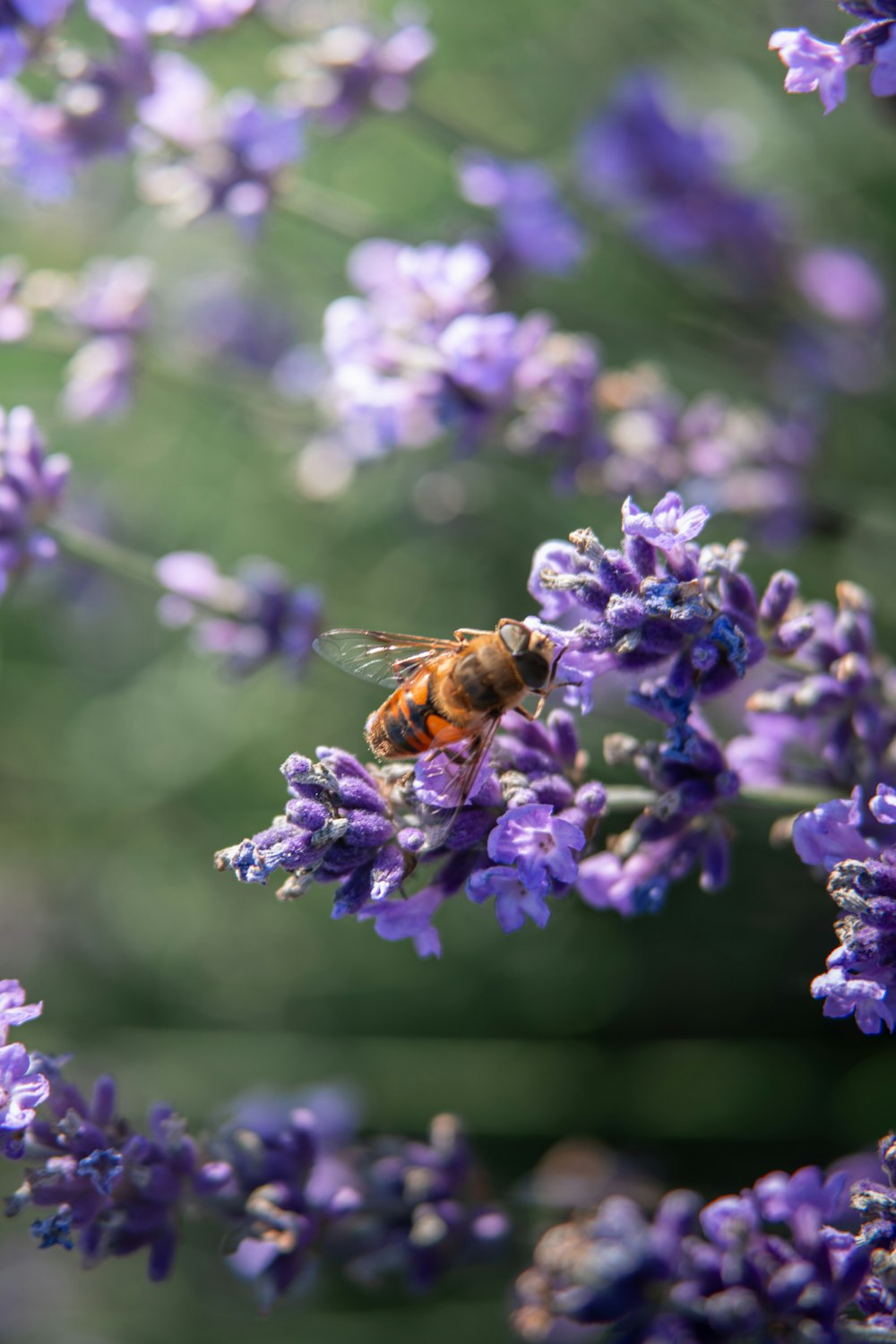 a bee sitting on top of a purple flower