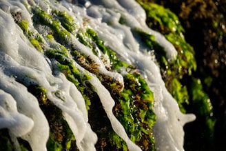 Green seaweed covered in white sea foam while clinging to a rocky surface. The sunlight enhances the vibrant green color and the texture of both the seaweed and the foam.