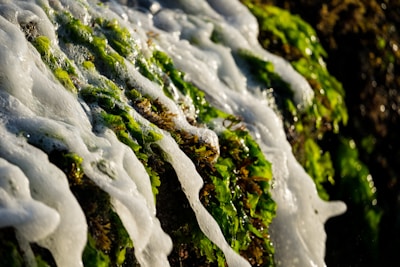 Green seaweed covered in white sea foam while clinging to a rocky surface. The sunlight enhances the vibrant green color and the texture of both the seaweed and the foam.