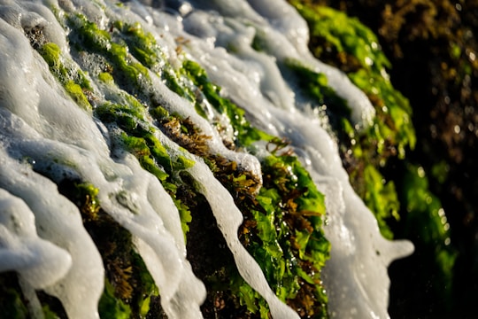 Green seaweed covered in white sea foam while clinging to a rocky surface. The sunlight enhances the vibrant green color and the texture of both the seaweed and the foam.