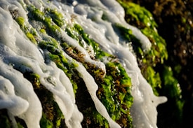 Green seaweed covered in white sea foam while clinging to a rocky surface. The sunlight enhances the vibrant green color and the texture of both the seaweed and the foam.