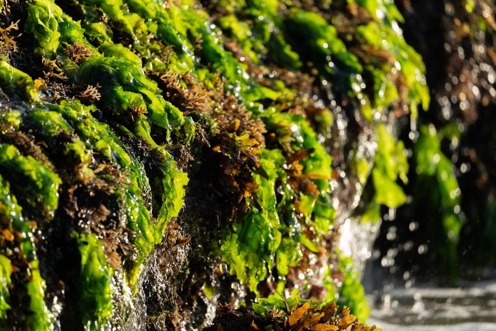 a close up of a moss covered wall