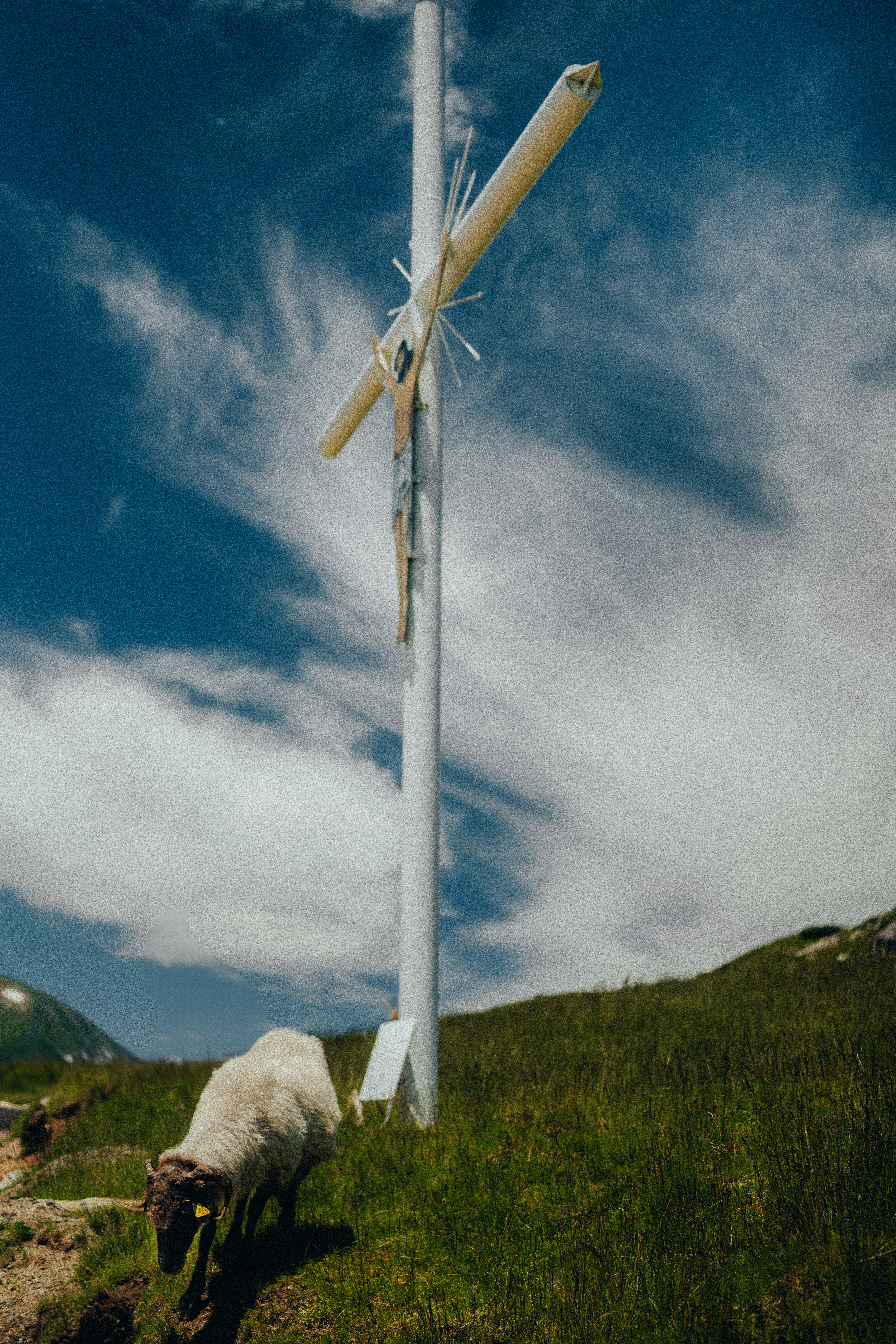 a sheep is grazing on a grassy hill