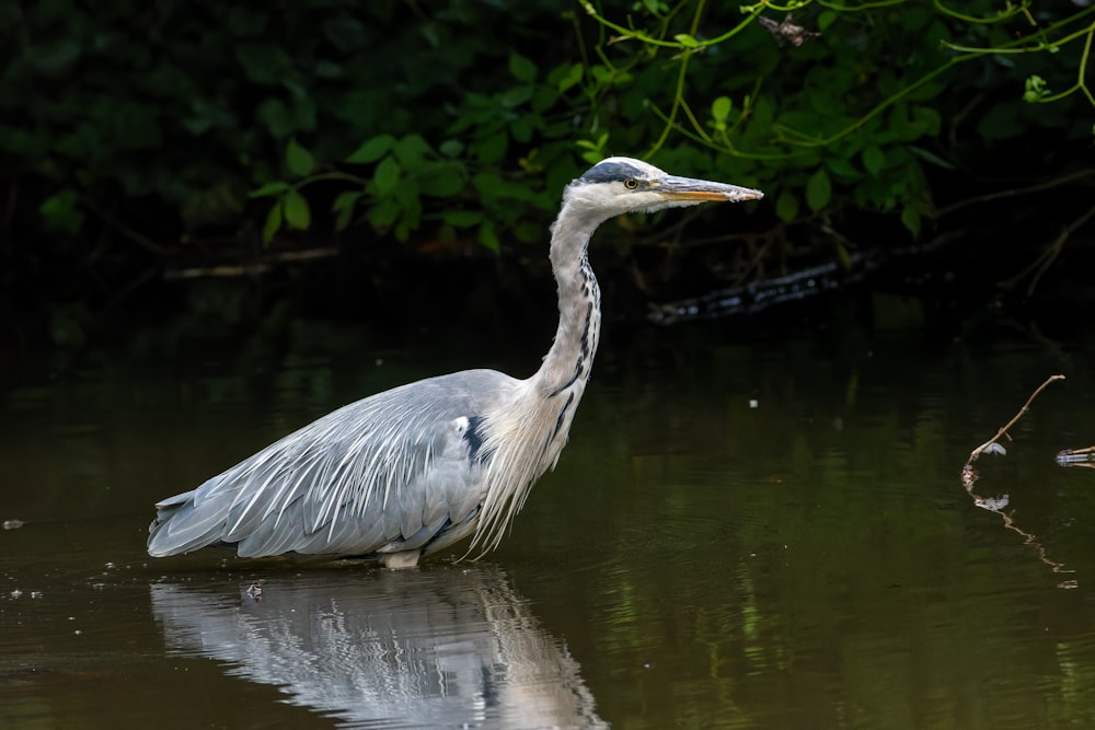 a large bird standing in a body of water