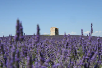 a field of lavender flowers with a building in the background