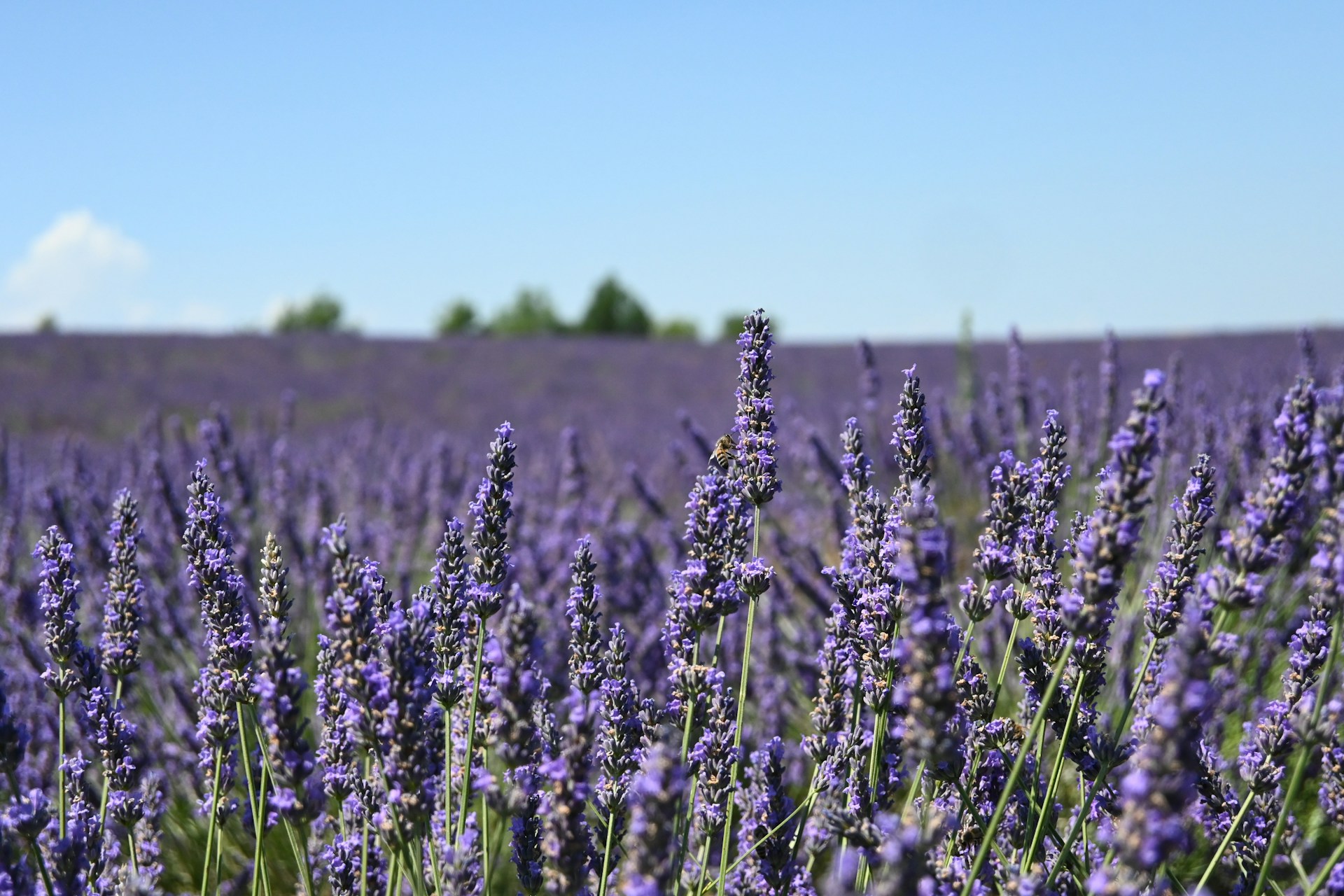 a field of lavender flowers with a blue sky in the background