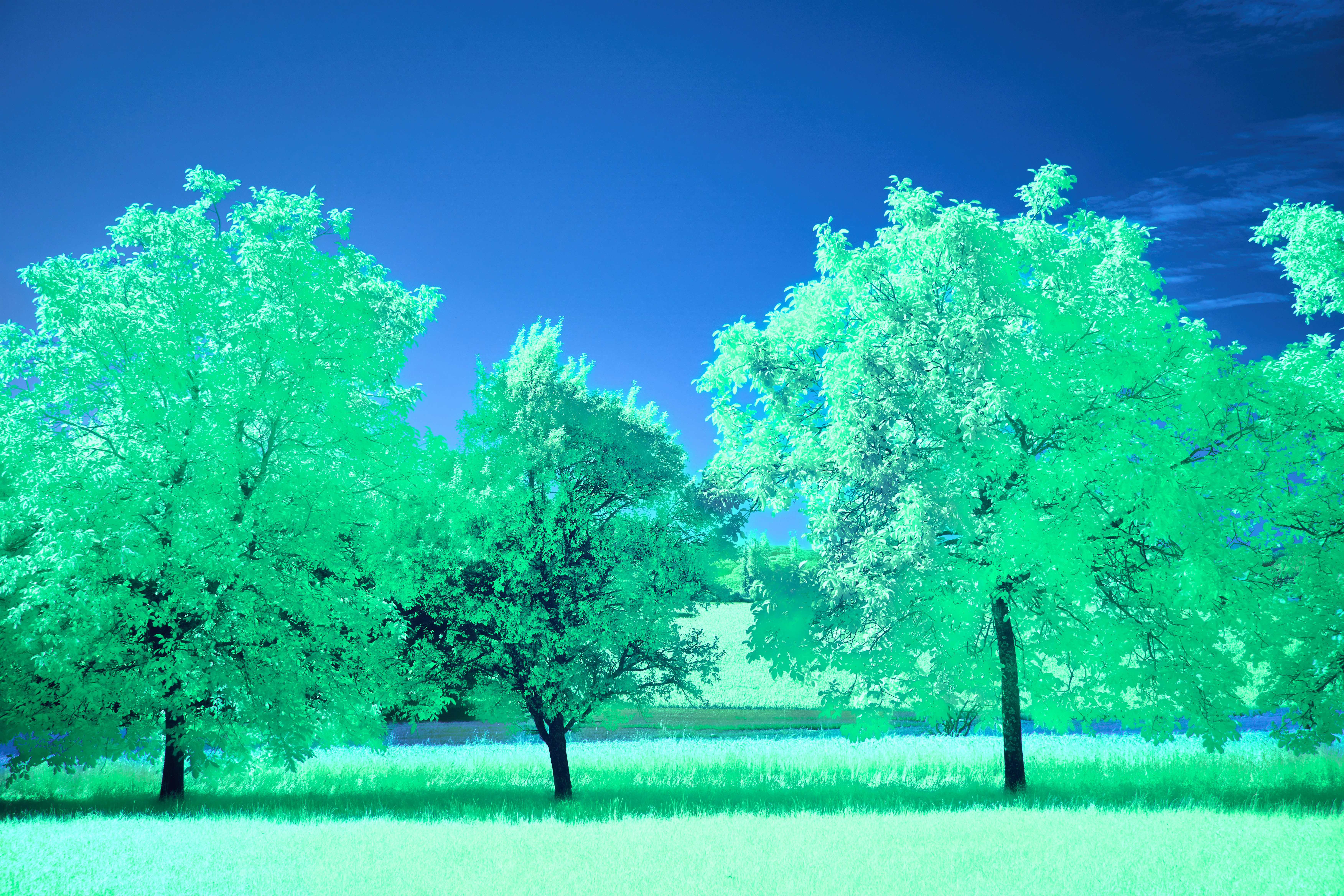 Photo by wolfgang_hasselmann