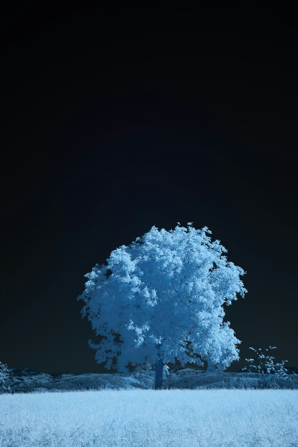 a lone tree in a field at night