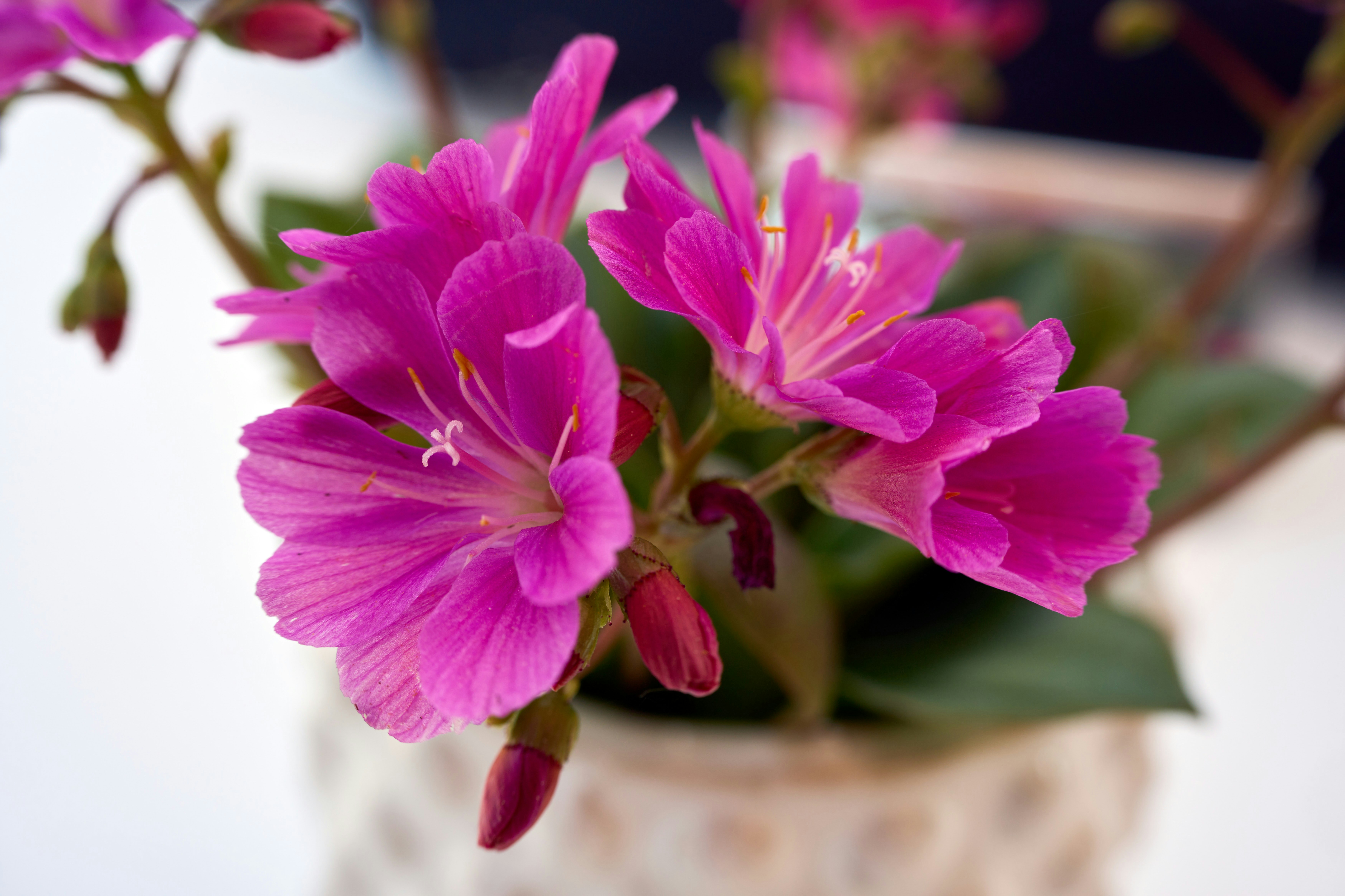 Photo by wolfgang_hasselmann