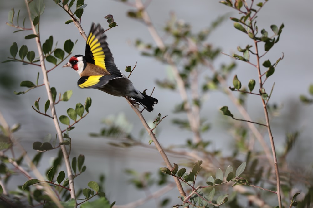 Ein Vogel mit gelben und schwarzen Federn sitzt auf einem Ast