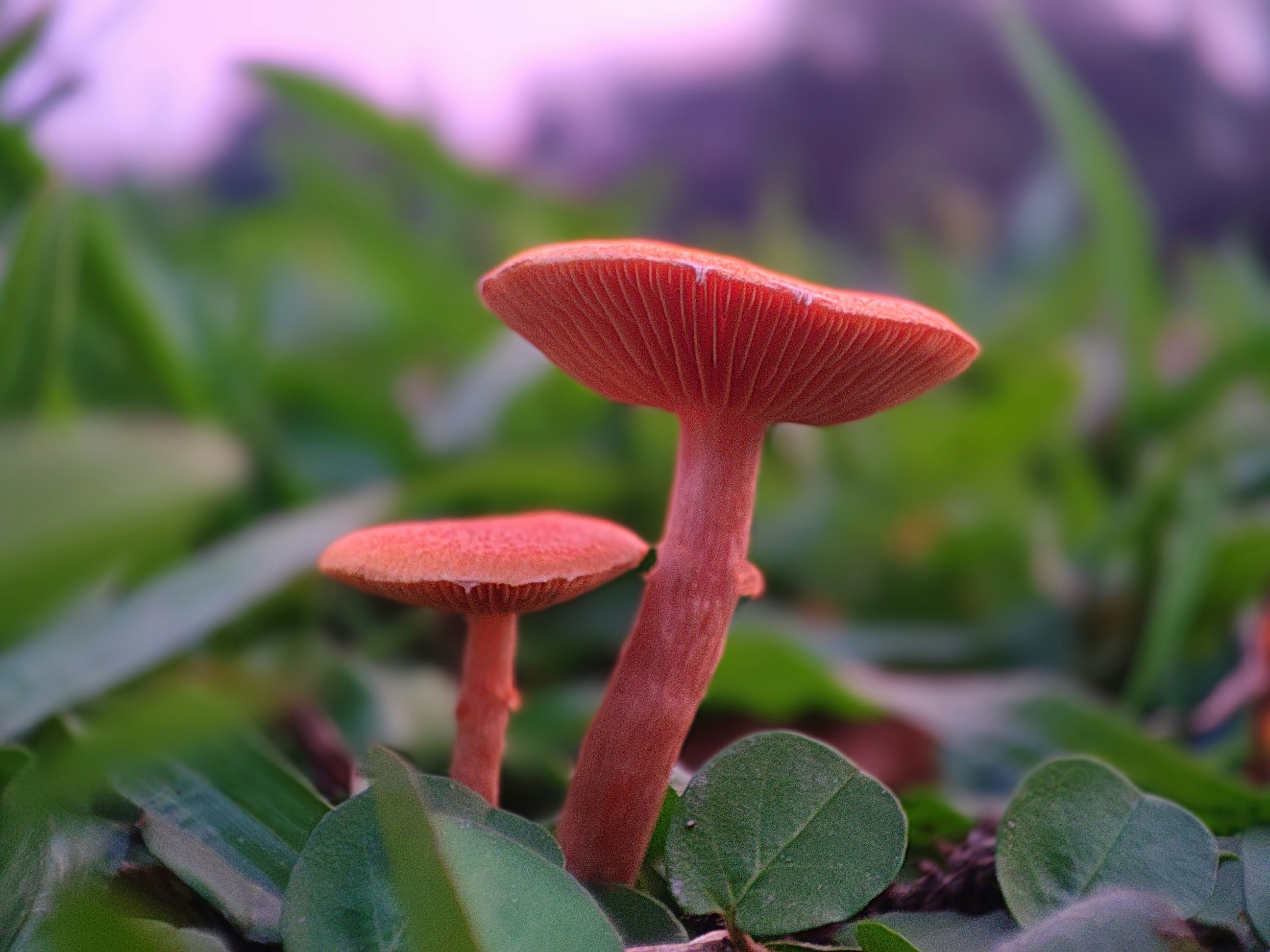 um par de cogumelos vermelhos sentados no topo de um campo verde exuberante