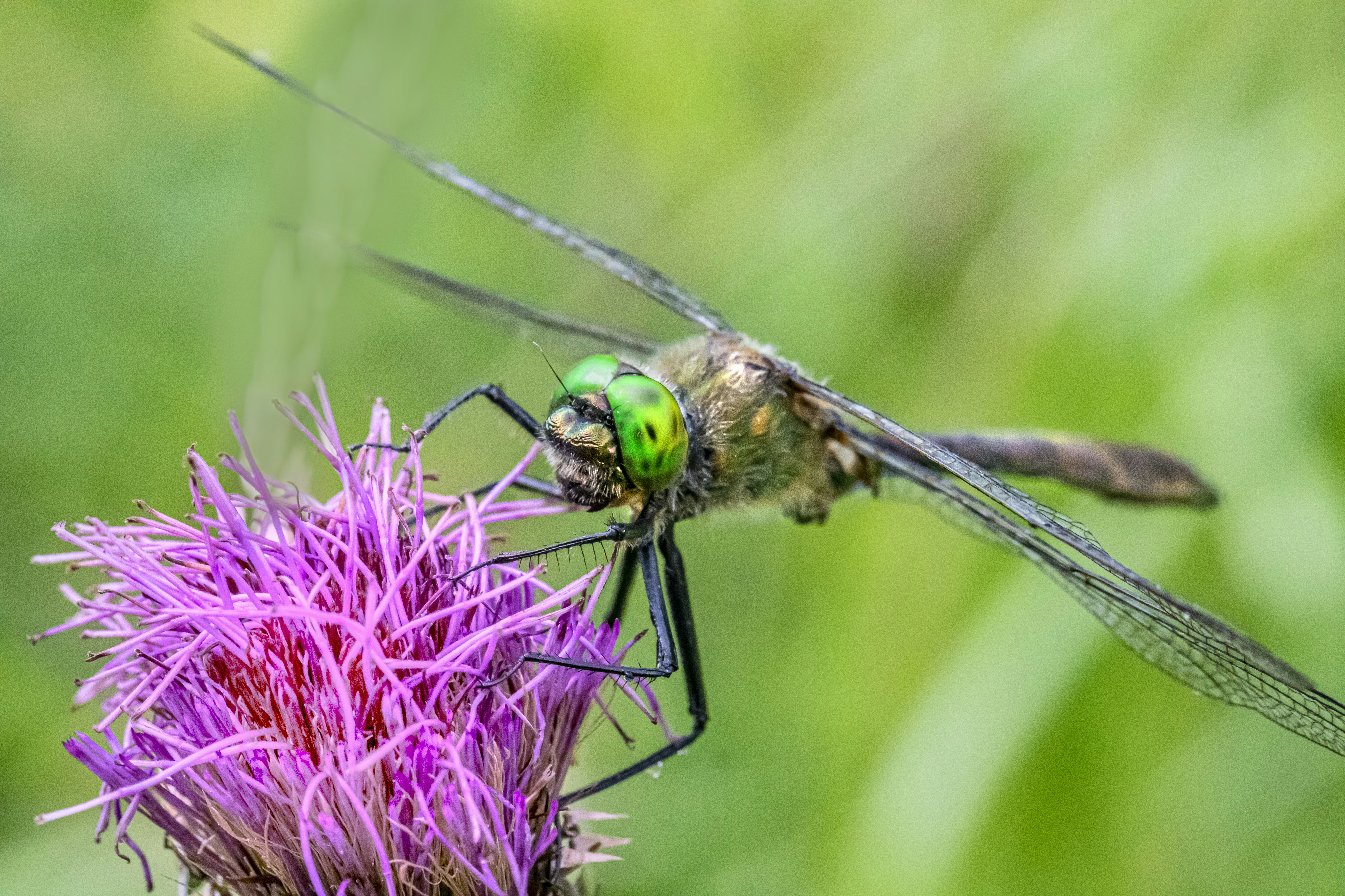 A green and black insect sitting on top of a purple flower photo – Free ...