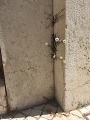 Daisies and small plants grow through the cracks between two textured concrete slabs, suggesting resilience amid an urban environment. The ground features a pattern of square tiles.