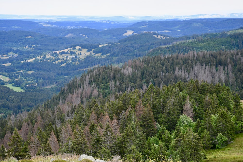a view of a mountain range with lots of trees