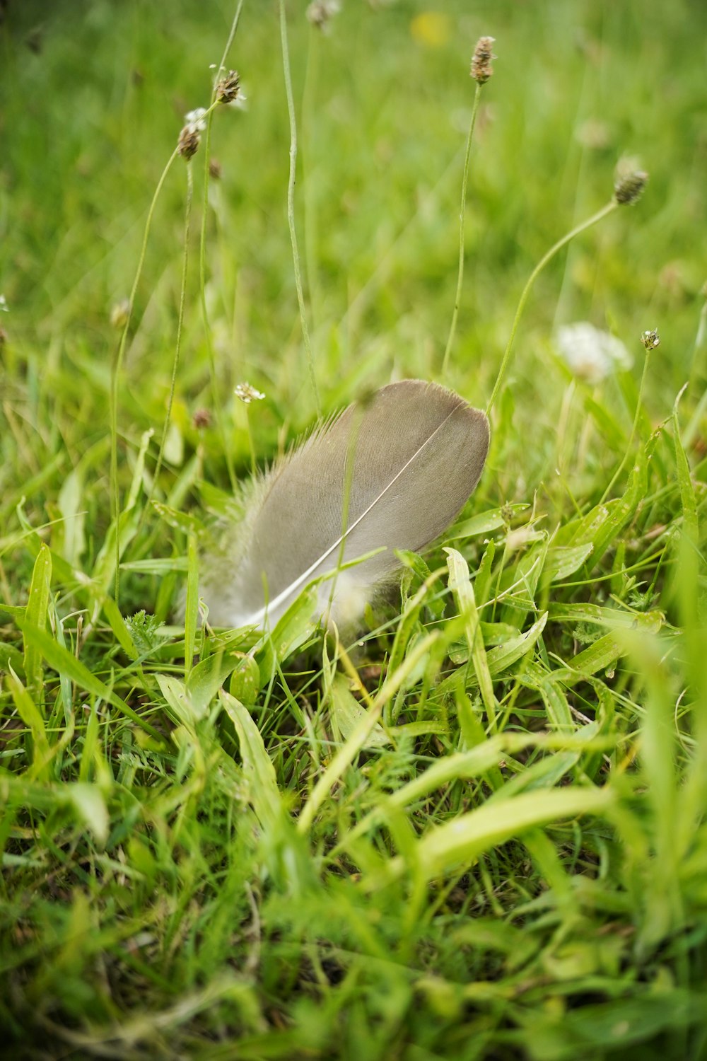 a feather laying on the ground in the grass