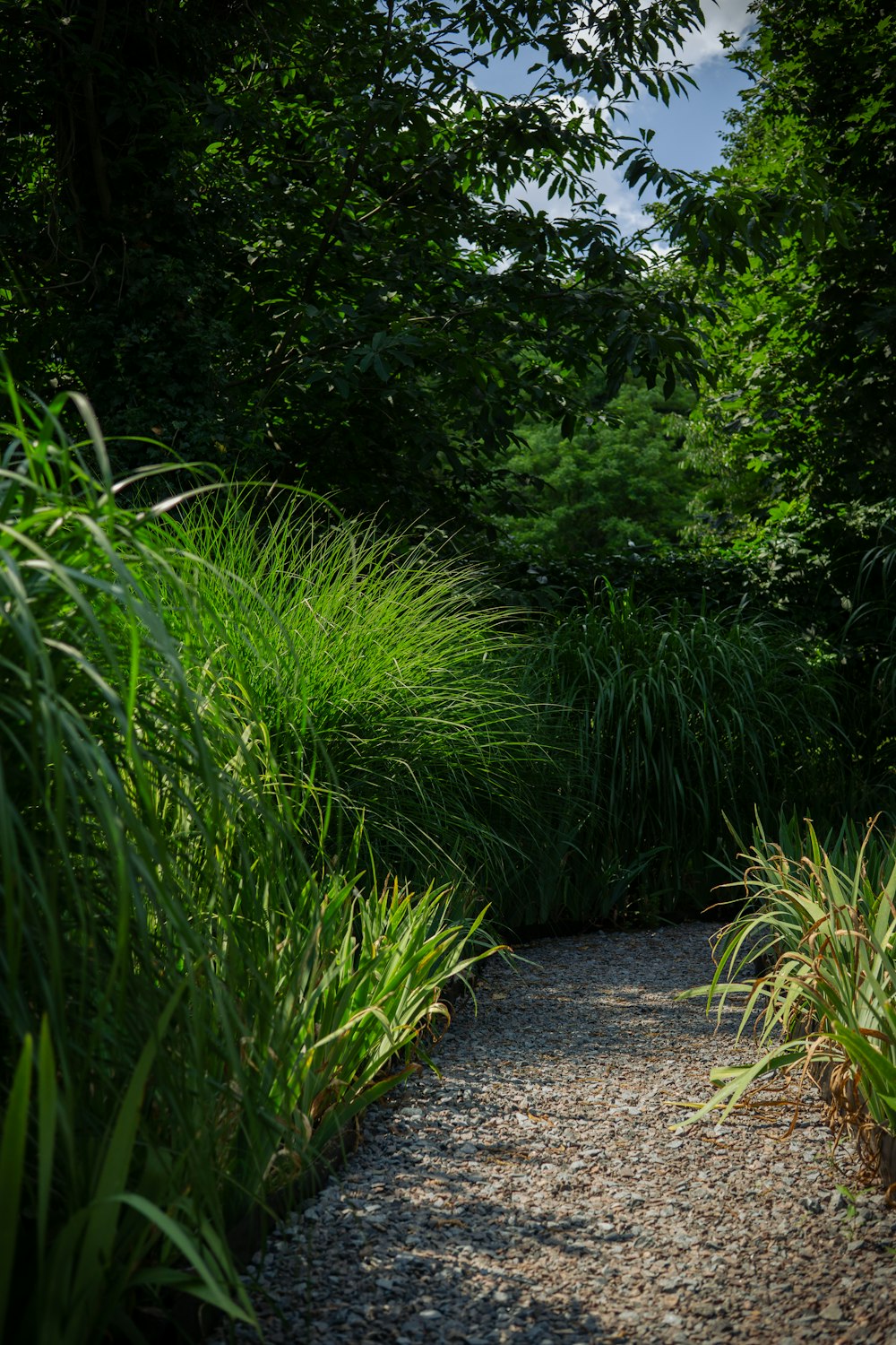 a path in the middle of a lush green forest