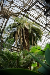 A towering palm tree reaches up towards a glass and metal greenhouse ceiling, surrounded by lush green foliage and various tropical plants. Sunlight filters through the structure, casting patterns of light and shadow across the leaves.