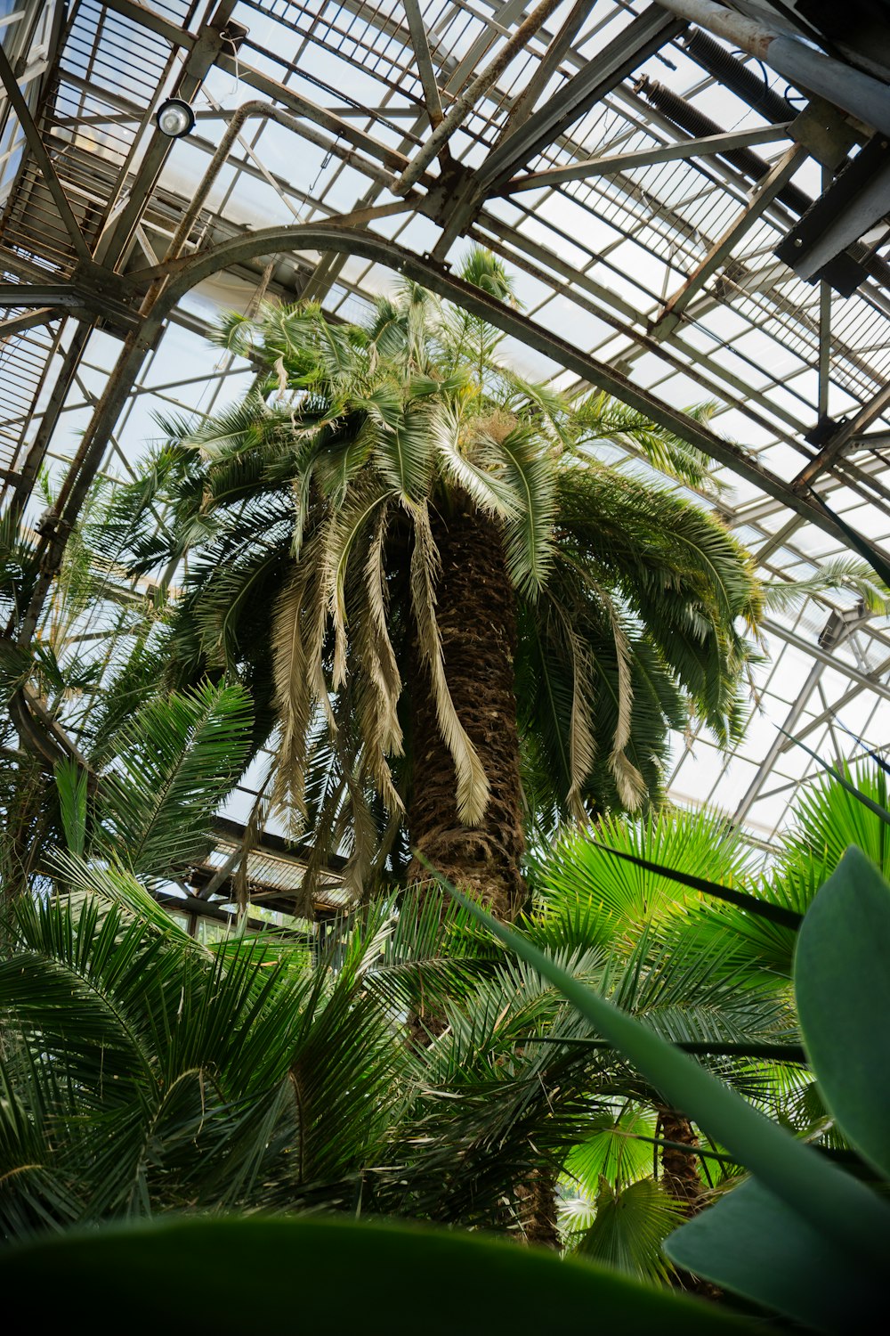 a palm tree inside of a glass building