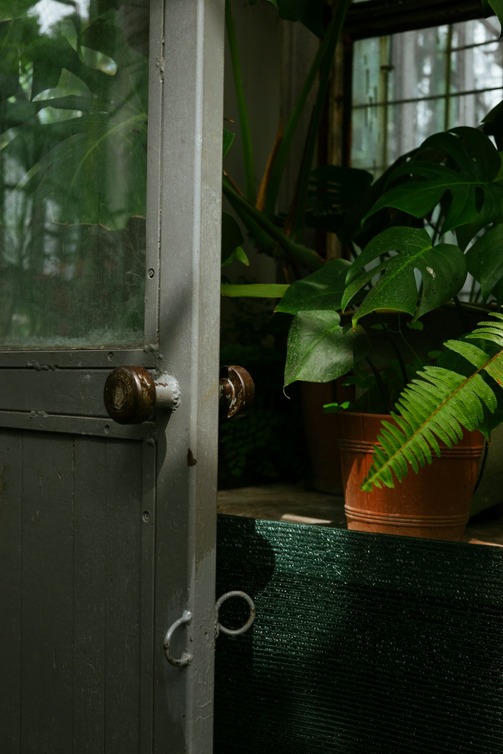 Una planta en maceta sentada junto a una puerta