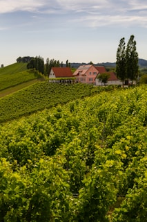 Lush green vineyards surrounding a rustic farmhouse under a clear blue sky.