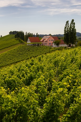 Lush green vineyards surrounding a rustic farmhouse under a clear blue sky.