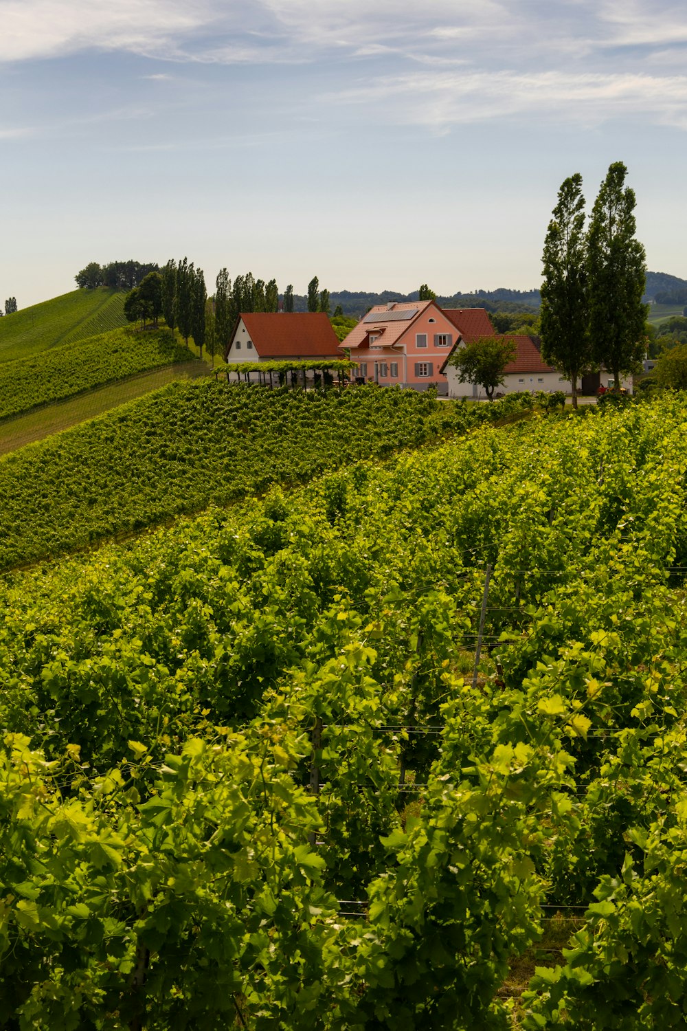 a large field of green plants with a house in the background