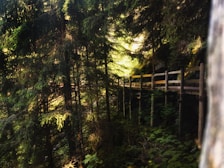 Sunlight streaming through tall trees onto a wooden walkway leading to the lodge rooms.