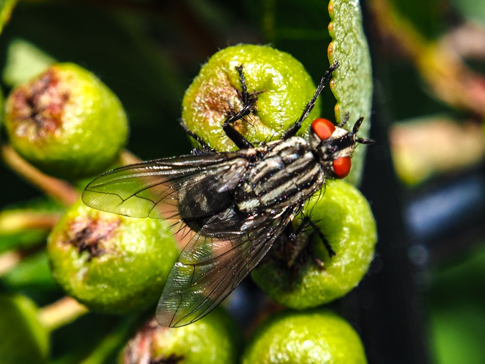 una mosca seduta sulla cima di un albero da frutto verde