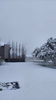 A snowy landscape featuring a yard covered in a thick layer of white snow. There is a fence running along one side, with trees in the background also blanketed in snow. A building with tall, thin trees at its side is visible, contributing to the wintry scene.