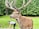 A large deer with impressive antlers stands in a grassy area, surrounded by a dense forest. In the background, a person in a white shirt and dark pants is bending over, possibly interacting with the animal.