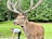 A large deer with impressive antlers stands in a grassy area, surrounded by a dense forest. In the background, a person in a white shirt and dark pants is bending over, possibly interacting with the animal.