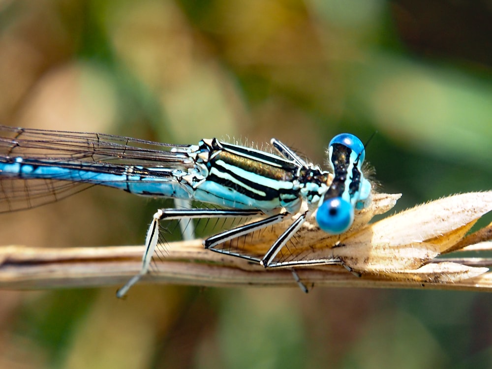 a blue and black insect sitting on top of a plant