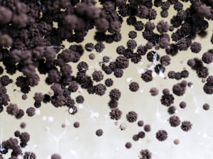 Close-up of airborne mold spores magnified against a dark background.