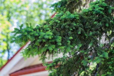 A close-up image of a lush green fir Christmas tree with full branches and soft needles.