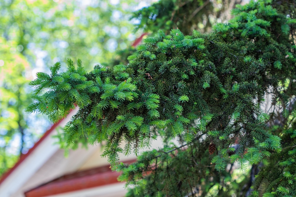 a close up of a tree branch with a house in the background