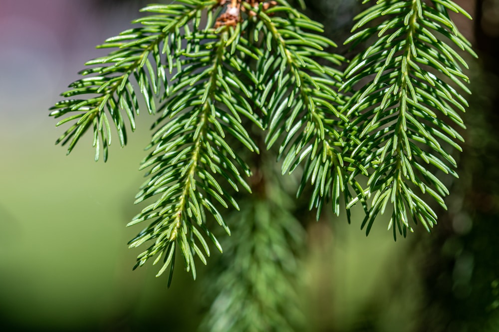 a close up of a pine tree branch