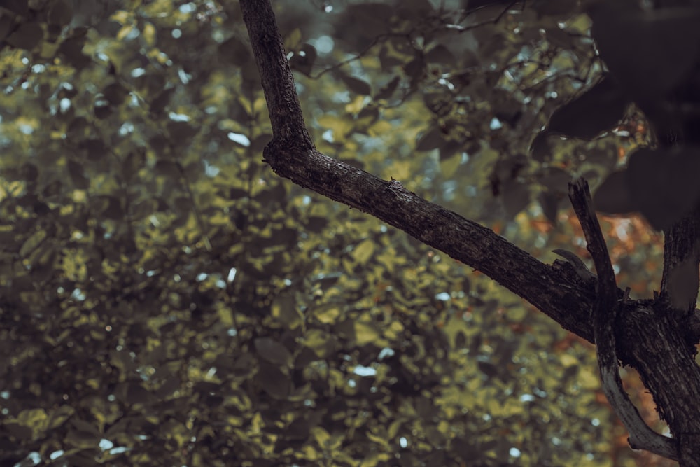 a bird is perched on a tree branch