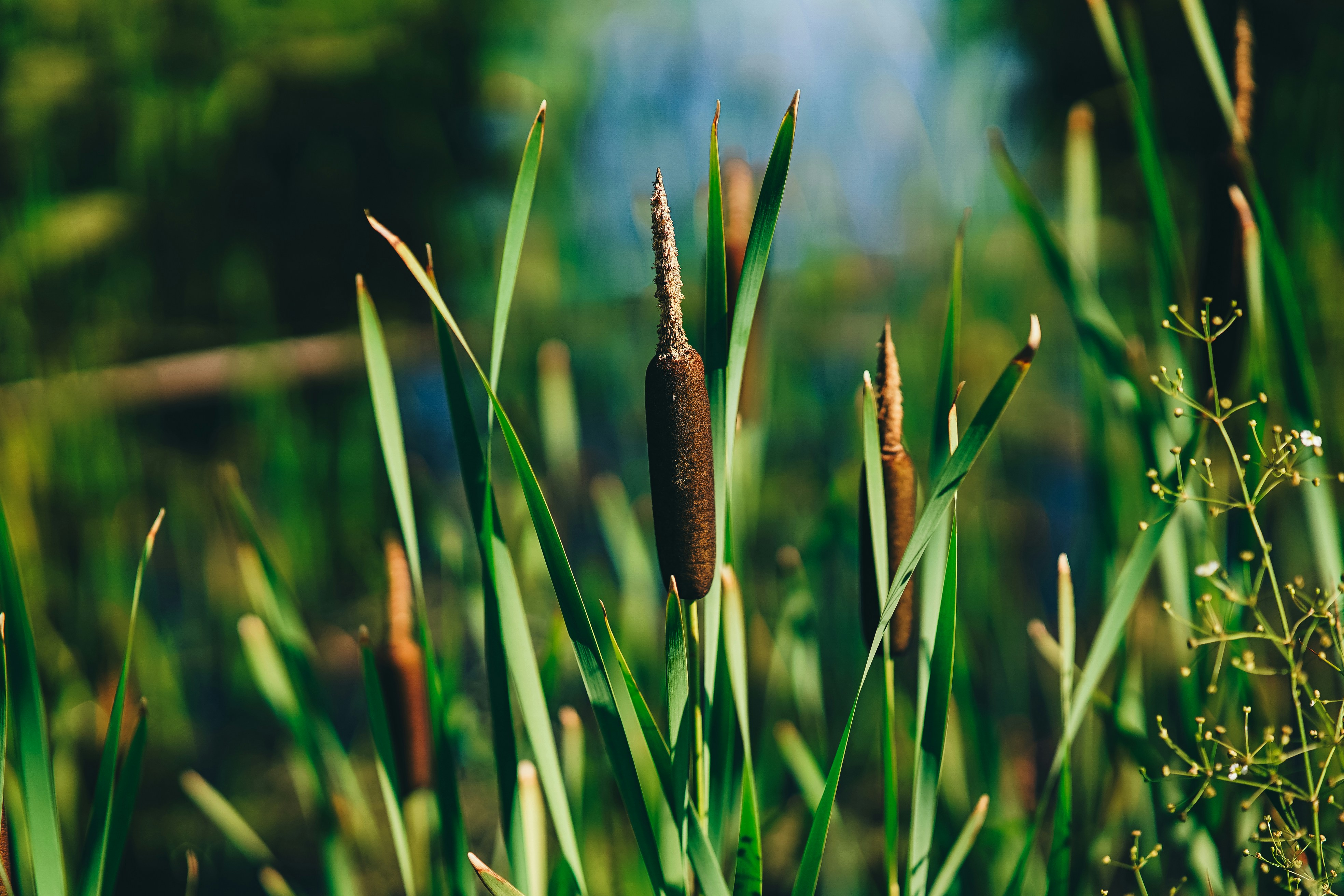 eine nahaufnahme einer pflanze auf einem feld