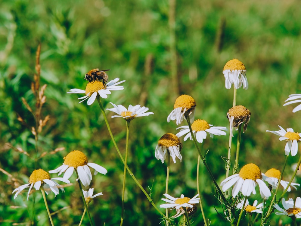 a bunch of white and yellow flowers in a field