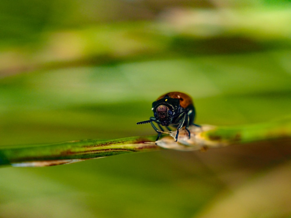 a bug sitting on top of a green leaf