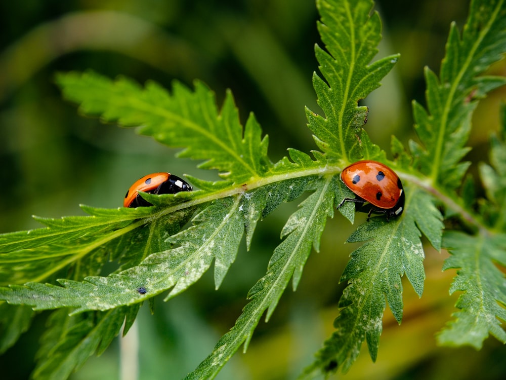 a couple of ladybugs sitting on top of a green leaf