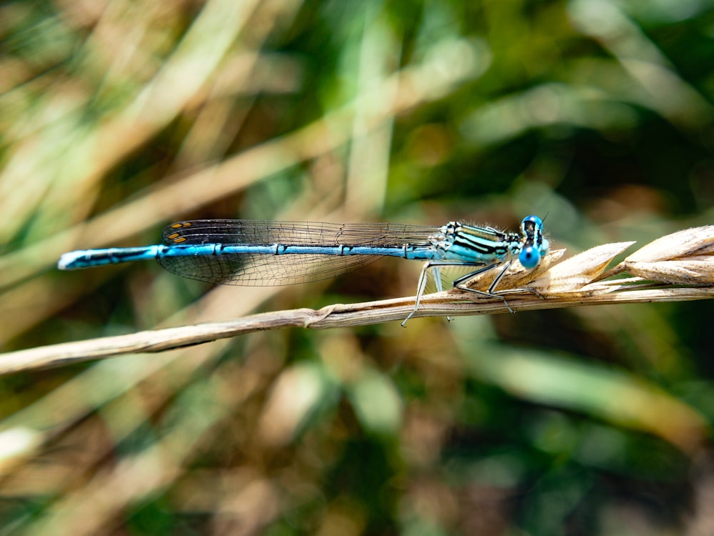 a blue dragonfly sitting on top of a plant